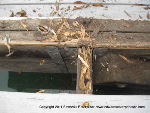Intense dryrot problem that leaves wood damaged and people irritated!