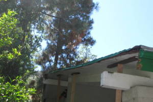 Carpentry Fascia Dryrot Refinish - Carpentry