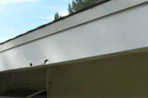 Carpentry Fascia Dryrot Renovation - Carpentry