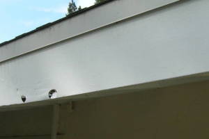Carpentry Fascia Dryrot Renovation - Carpentry