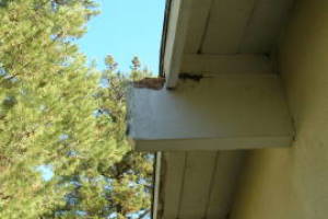 Carpentry Fascia Dryrot Renovation - Carpentry