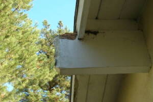 Carpentry Fascia Dryrot Renovation - Carpentry