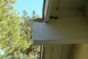 Carpentry Fascia Dryrot Renovation - Carpentry