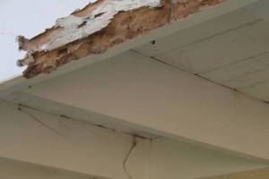 Carpentry Fascia Dryrot Renovation - Carpentry
