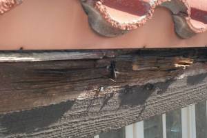 Carpentry Fascia Dryrot Repair - Carpentry