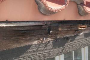 Carpentry Fascia Dryrot Repair - Carpentry
