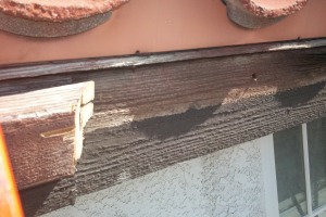 Carpentry Fascia Dryrot Repair - Carpentry