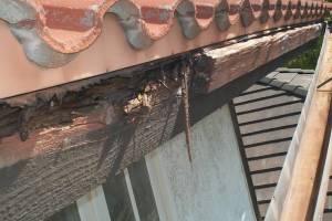 Carpentry Fascia Dryrot Repair - Carpentry
