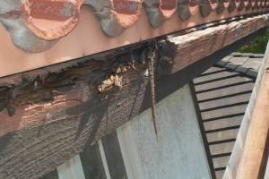Carpentry Fascia Dryrot Repair - Carpentry