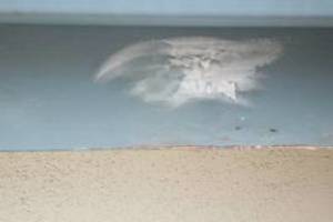 Carpentry Fascia Repaint Repairs - Carpentry