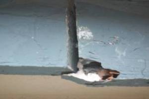 Carpentry Fascia Repaint Repairs - Carpentry