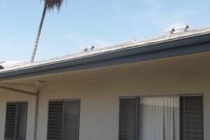Carpentry Fascia Repaint Repairs - Carpentry