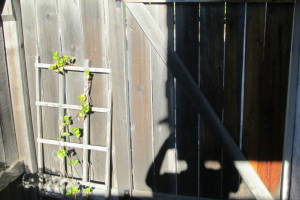 Carpentry Fence Gate Repair - Carpentry