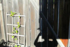 Carpentry Fence Gate Repair - Carpentry