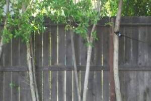 Carpentry Fence Post Repair - Carpentry