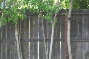 Carpentry Fence Post Repair - Carpentry