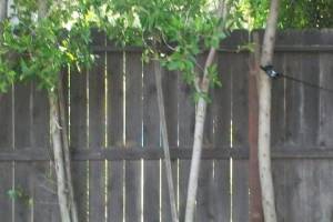 Carpentry Fence Post Repair - Carpentry