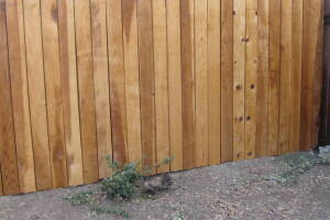 Carpentry Fence Stain Refinish - Carpentry