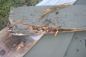 Carpentry Gate Dryrot Repair - Carpentry