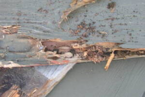 Carpentry Gate Dryrot Repair - Carpentry