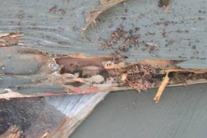 Carpentry Gate Dryrot Repair - Carpentry