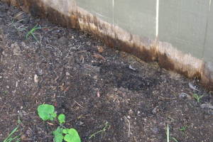 Carpentry Gate Dryrot Repair - Carpentry