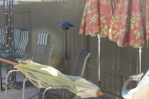 Carpentry Gate Dryrot Repair - Carpentry