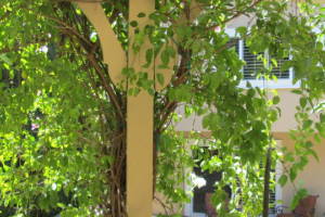 Carpentry Patio Cover Beam Repair - Carpentry