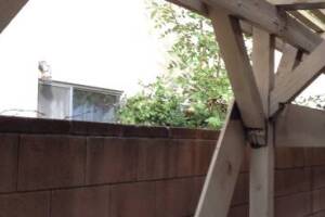 Carpentry Patio Cover Rebuild - Carpentry