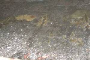 Electrical Kitchen Hood Motor Replacement - Electrical
