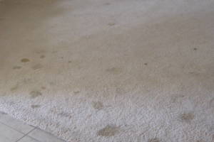 Hauling Home Carpet Removal - Hauling