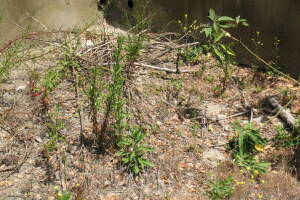 Hauling Home Yard Property Demo - Hauling