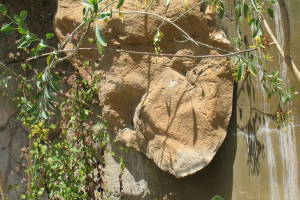 Hauling Home Yard Property Demo - Hauling