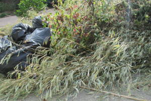 Hauling Yard Waste Bamboo Removal - Hauling
