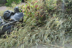 Hauling Yard Waste Bamboo Removal - Hauling