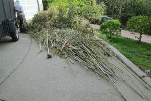 Hauling Yard Waste Bamboo Removal - Hauling
