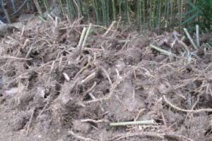 Hauling Yard Waste Bamboo Removal - Hauling