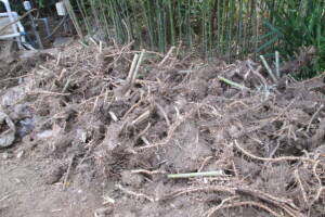 Hauling Yard Waste Bamboo Removal - Hauling