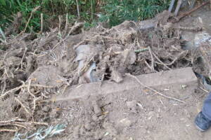Hauling Yard Waste Bamboo Removal - Hauling