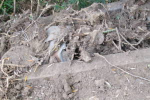 Hauling Yard Waste Bamboo Removal - Hauling