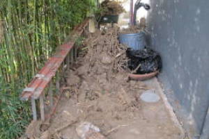 Hauling Yard Waste Bamboo Removal - Hauling