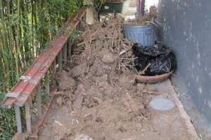 Hauling Yard Waste Bamboo Removal - Hauling