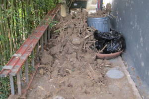 Hauling Yard Waste Bamboo Removal - Hauling