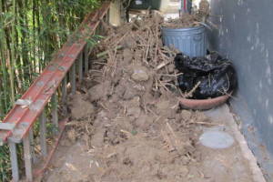 Hauling Yard Waste Bamboo Removal - Hauling