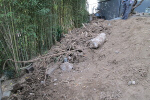 Hauling Yard Waste Bamboo Removal - Hauling