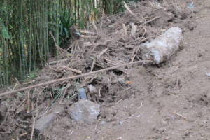 Hauling Yard Waste Bamboo Removal - Hauling