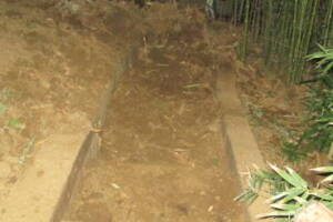 Hauling Yard Waste Bamboo Removal - Hauling