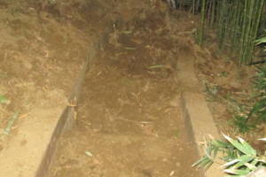 Hauling Yard Waste Bamboo Removal - Hauling