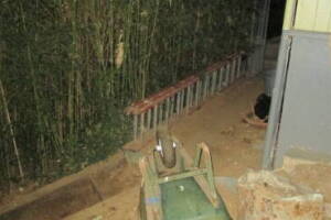 Hauling Yard Waste Bamboo Removal - Hauling