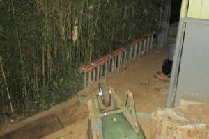 Hauling Yard Waste Bamboo Removal - Hauling